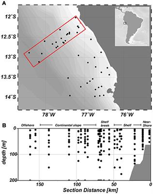 Mechanisms of P* Reduction in the Eastern Tropical South Pacific